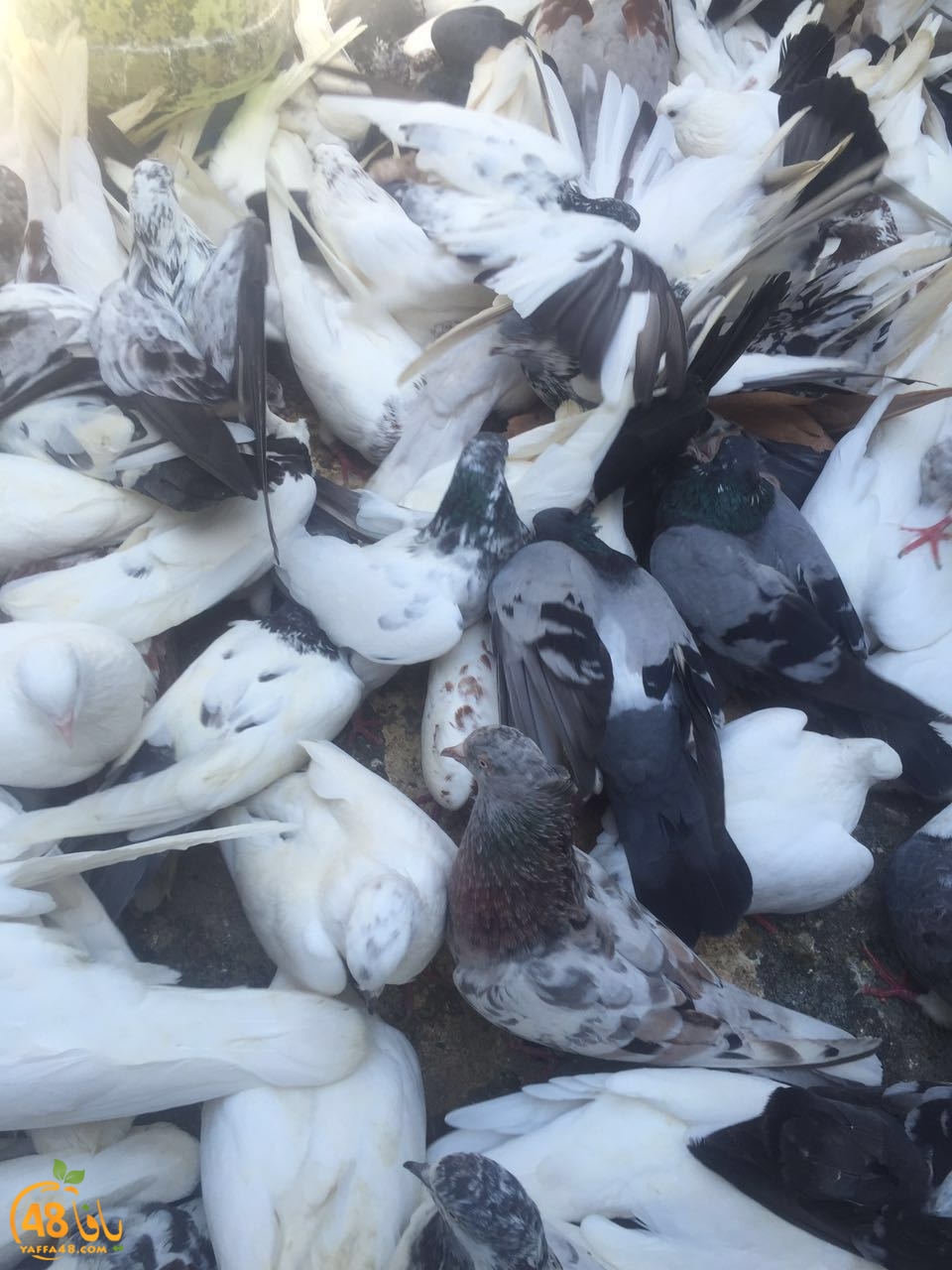 zohdy 3ashor (16).jpg